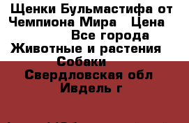 Щенки Бульмастифа от Чемпиона Мира › Цена ­ 1 000 - Все города Животные и растения » Собаки   . Свердловская обл.,Ивдель г.